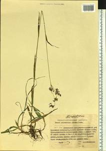 Luzula parviflora subsp. melanocarpa (Michx.) Hämet-Ahti, Siberia, Russian Far East (S6) (Russia)