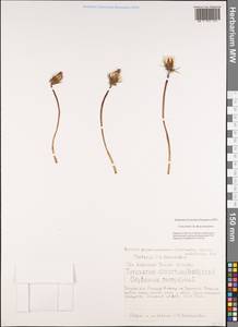 Taraxacum dissectum (Ledeb.) Ledeb., Siberia, Baikal & Transbaikal region (S4) (Russia)