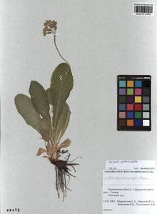 Primula elatior subsp. pallasii (Lehm.) W. W. Sm. & Forrest, Siberia, Altai & Sayany Mountains (S2) (Russia)