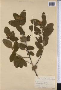 Colubrina cubensis (Jacq.) Brongn., America (AMER) (Cuba)