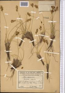 Carex physodes M.Bieb., Middle Asia, Syr-Darian deserts & Kyzylkum (M7) (Kazakhstan)