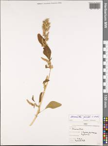 Amaranthus powellii S. Watson, Eastern Europe, Western region (E3) (Russia)