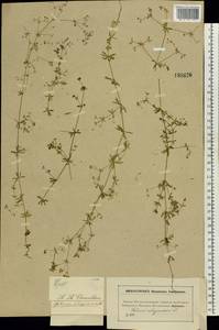 Galium uliginosum L., Eastern Europe, Moscow region (E4a) (Russia)