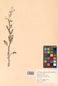 Rorippa palustris (L.) Besser, Siberia, Russian Far East (S6) (Russia)