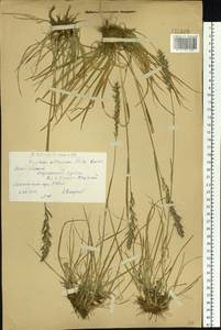 Trisetum altaicum Roshev., Siberia, Western (Kazakhstan) Altai Mountains (S2a) (Kazakhstan)