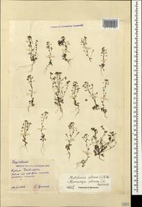 Hornungia petraea (L.) Rchb., Crimea (KRYM) (Russia)