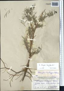Astragalus brachylobus DC., Middle Asia, Caspian Ustyurt & Northern Aralia (M8) (Kazakhstan)