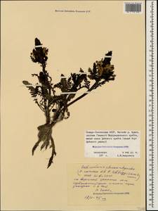 Pedicularis chroorrhyncha Vved., Caucasus, North Ossetia, Ingushetia & Chechnya (K1c) (Russia)