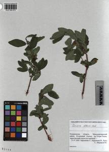 KUZ 004 672, Lonicera caerulea subsp. altaica (Pall.) Gladkova, Siberia, Altai & Sayany Mountains (S2) (Russia)