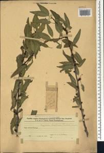 Prunus fenzliana Fritsch, Caucasus, Azerbaijan (K6) (Azerbaijan)