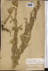 Artemisia absinthium L., Middle Asia, Muyunkumy, Balkhash & Betpak-Dala (M9) (Kazakhstan)