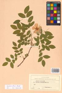 Rosa acicularis Lindl., Siberia, Russian Far East (S6) (Russia)