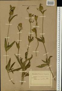 Silene latifolia subsp. alba (Mill.) Greuter & Burdet, Eastern Europe, Rostov Oblast (E12a) (Russia)