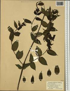 Coriaria arborea Linds., Australia & Oceania (AUSTR) (New Zealand)