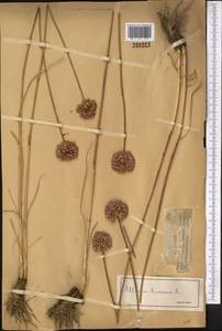Allium lineare L., Middle Asia, Dzungarian Alatau & Tarbagatai (M5) (Kazakhstan)