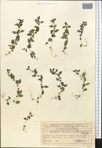 Parietaria lusitanica subsp. serbica (Pancic) P. W. Ball, Middle Asia, Western Tian Shan & Karatau (M3) (Kazakhstan)