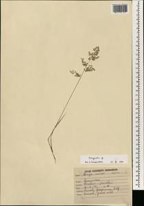 Eragrostis, South Asia, South Asia (Asia outside ex-Soviet states and Mongolia) (ASIA) (India)