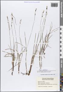 Carex globularis L., Siberia, Western Siberia (S1) (Russia)