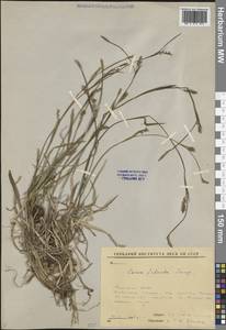 Carex vaginata var. petersii (C.A.Mey. ex F.Schmidt) Akiyama, Siberia, Yakutia (S5) (Russia)