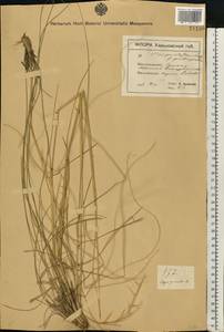 Stipa pennata L., Eastern Europe, North Ukrainian region (E11) (Ukraine)