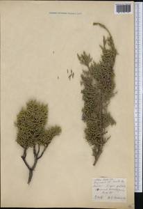 Juniperus, America (AMER) (United States)