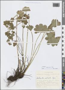 Alchemilla hebescens Juz., Siberia, Altai & Sayany Mountains (S2) (Russia)