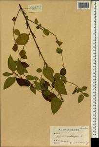 Melochia corchorifolia L., South Asia, South Asia (Asia outside ex-Soviet states and Mongolia) (ASIA) (China)