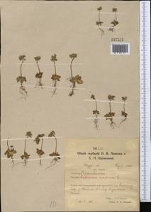 Androsace maxima L., Middle Asia, Northern & Central Kazakhstan (M10) (Kazakhstan)