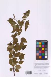 Malus, Eastern Europe, Moscow region (E4a) (Russia)