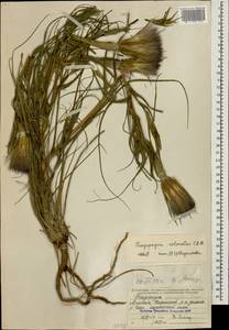 Tragopogon coloratus C. A. Mey., Caucasus, Armenia (K5) (Armenia)