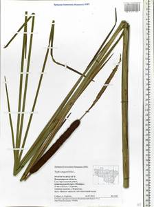 Typha angustifolia L., Eastern Europe, Central region (E4) (Russia)