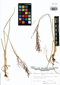 Glyceria lithuanica (Gorski) Gorski, Siberia, Baikal & Transbaikal region (S4) (Russia)