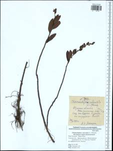 Chamaedaphne calyculata (L.) Moench, Eastern Europe, Central region (E4) (Russia)