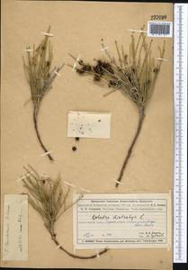 Ephedra lomatolepis Schrenk, Middle Asia, Muyunkumy, Balkhash & Betpak-Dala (M9) (Kazakhstan)