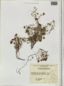 Thymus indigirkensis Karav., Siberia, Russian Far East (S6) (Russia)
