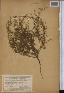 Lappula patula (Lehm.) Menyh., Middle Asia, Muyunkumy, Balkhash & Betpak-Dala (M9) (Kazakhstan)