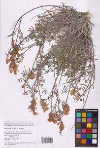 Hedysarum ucrainicum Kaschm., Eastern Europe, Central forest-and-steppe region (E6) (Russia)