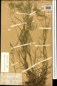 Bromus japonicus Houtt., Caucasus, Dagestan (K2) (Russia)