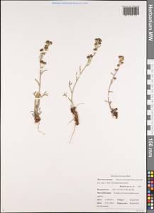 Artemisia furcata M. Bieb., Siberia, Chukotka & Kamchatka (S7) (Russia)