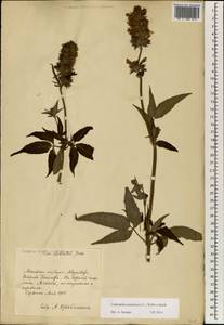Cedronella canariensis (L.) Webb & Berthel., Africa (AFR) (Spain)