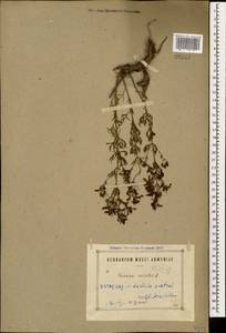 Teucrium orientale L., Caucasus, Armenia (K5) (Armenia)