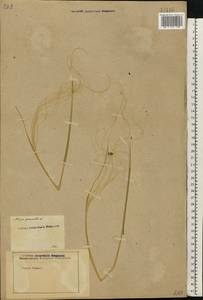 Stipa pennata L., Eastern Europe, Rostov Oblast (E12a) (Russia)