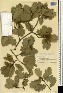 Quercus pubescens Willd., Crimea (KRYM) (Russia)