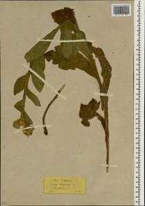 Inula thapsoides (M. Bieb.) Spreng., South Asia, South Asia (Asia outside ex-Soviet states and Mongolia) (ASIA) (Turkey)