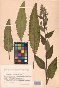 MHA 0 159 035, Verbascum chaixii Vill., Eastern Europe, Lower Volga region (E9) (Russia)
