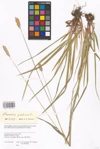 Alopecurus pratensis L., Siberia, Western Siberia (S1) (Russia)