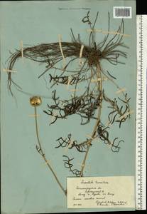 Klasea radiata subsp. tanaitica (P. A. Smirn.) L. Martins, Eastern Europe, Lower Volga region (E9) (Russia)