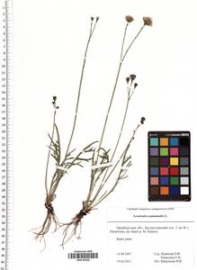 Scorzoneroides autumnalis subsp. autumnalis, Eastern Europe, Eastern region (E10) (Russia)