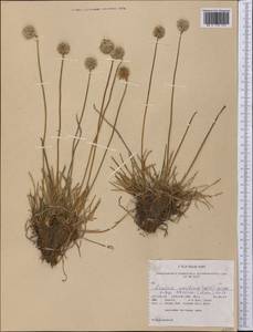 Armeria maritima subsp. sibirica (Turcz. ex Boiss.) Nyman, America (AMER) (United States)