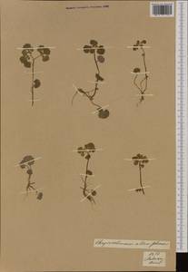 Chrysosplenium alternifolium L., Western Europe (EUR)